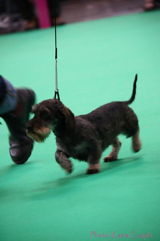 Crufts2011_2 1239.jpg